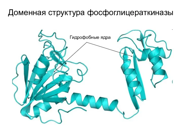 Доменная структура фосфоглицераткиназы Гидрофобные ядра
