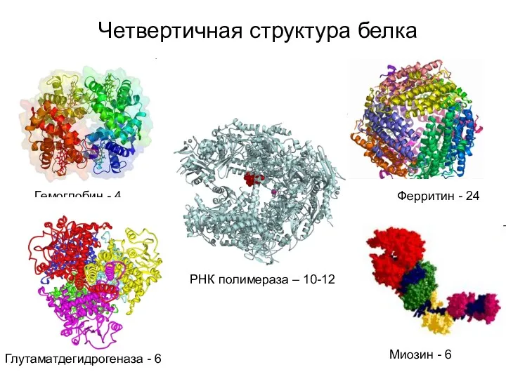 Четвертичная структура белка Гемоглобин - 4 Ферритин - 24 Глутаматдегидрогеназа - 6 Миозин