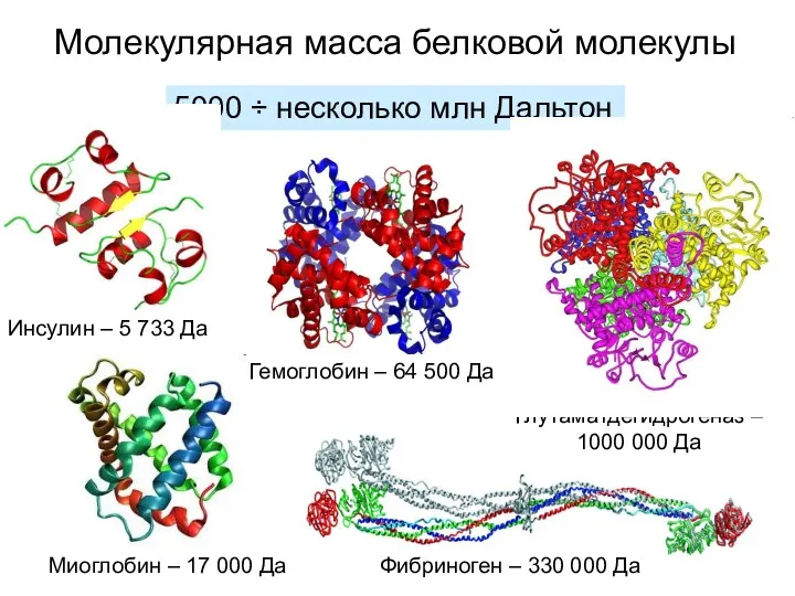 Молекулярная масса белковой молекулы 5000 ÷ несколько млн Дальтон Инсулин – 5 733