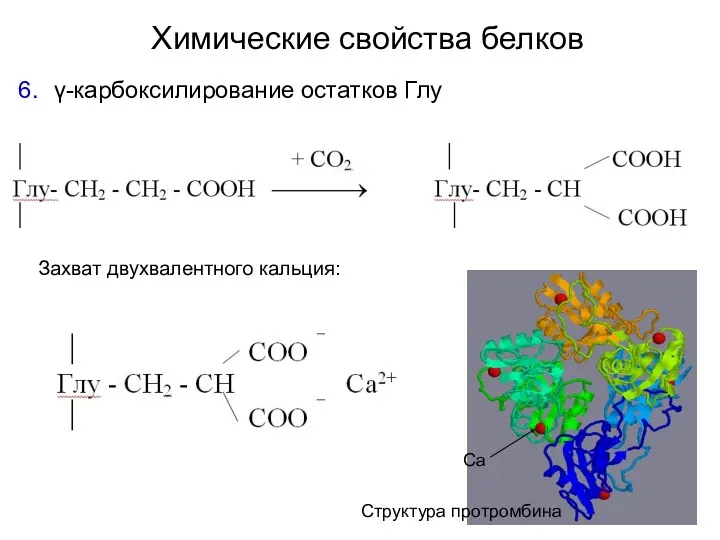 Химические свойства белков γ-карбоксилирование остатков Глу Захват двухвалентного кальция: Структура протромбина Са