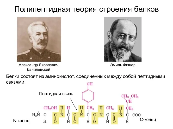 Полипептидная теория строения белков Александр Яковлевич Данилевский Эмиль Фишер Белки состоят из аминокислот,