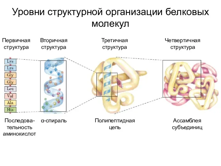 Уровни структурной организации белковых молекул Первичная структура Вторичная структура Третичная структура Четвертичная структура