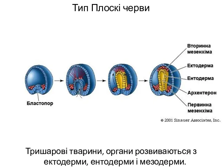 Тип Плоскі черви Тришарові тварини, органи розвиваються з ектодерми, ентодерми і мезодерми.