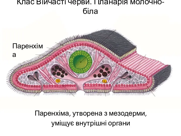 Клас Війчасті черви. Планарія молочно-біла Паренхіма, утворена з мезодерми, уміщує внутрішні органи Паренхіма