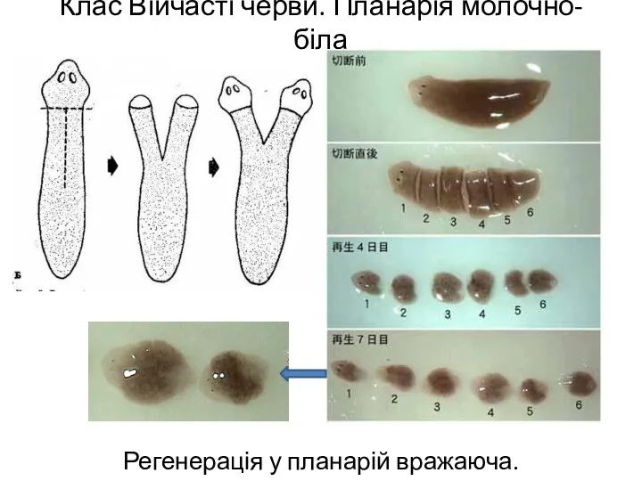 Клас Війчасті черви. Планарія молочно-біла Регенерація у планарій вражаюча.