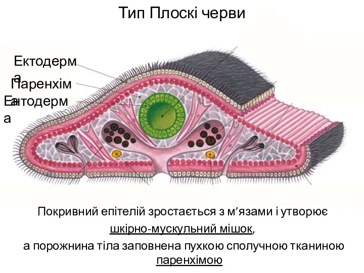 Тип Плоскі черви Покривний епітелій зростається з м’язами і утворює