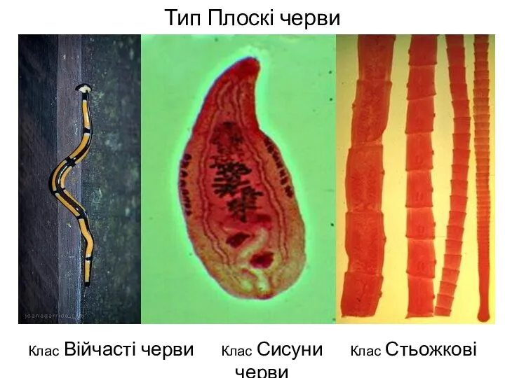 Тип Плоскі черви Клас Війчасті черви Клас Сисуни Клас Стьожкові черви