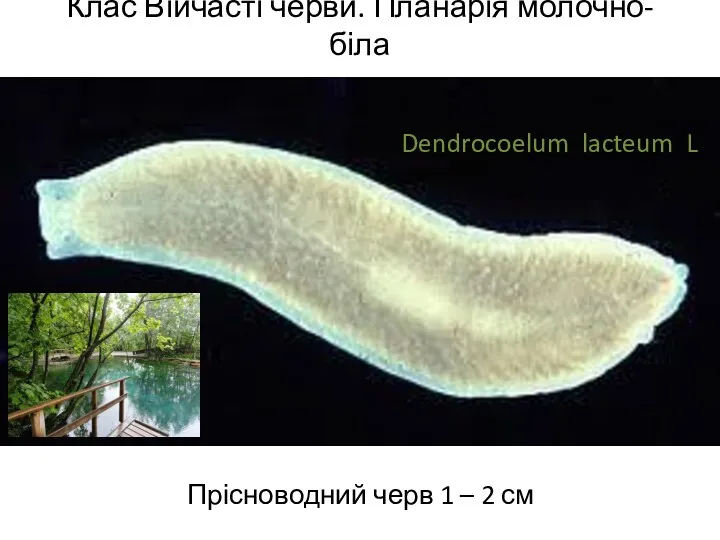 Клас Війчасті черви. Планарія молочно-біла Прісноводний черв 1 – 2 см Dendrocoelum lacteum L