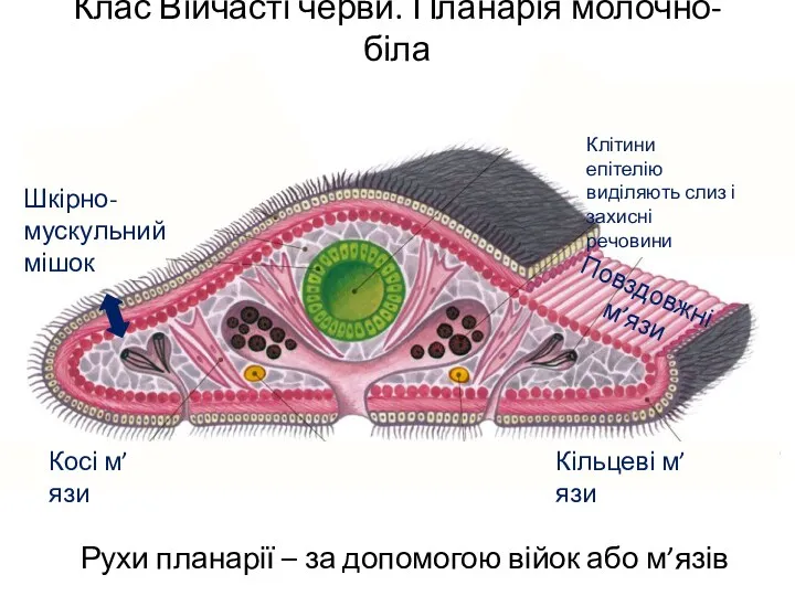 Клас Війчасті черви. Планарія молочно-біла Рухи планарії – за допомогою