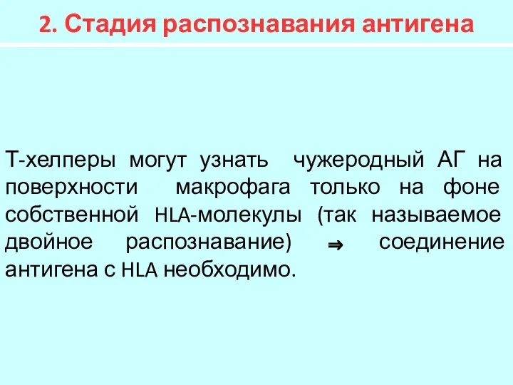 2. Стадия распознавания антигена Т-хелперы могут узнать чужеродный АГ на