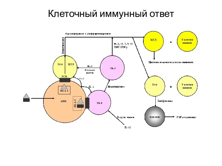 Клеточный иммунный ответ