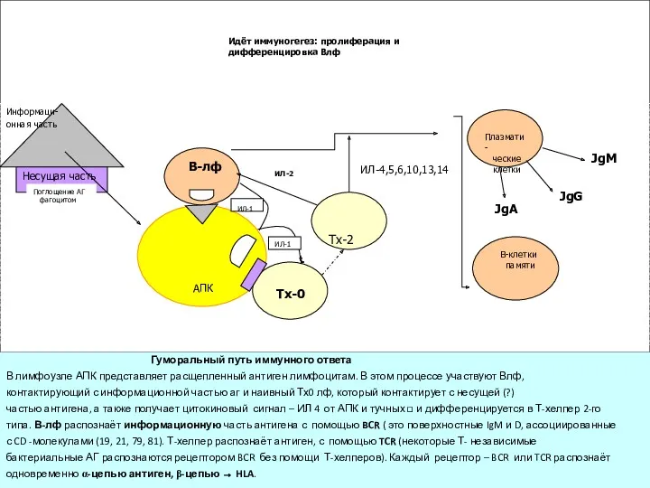 Гуморальный путь иммунного ответа В лимфоузле АПК представляет расщепленный антиген