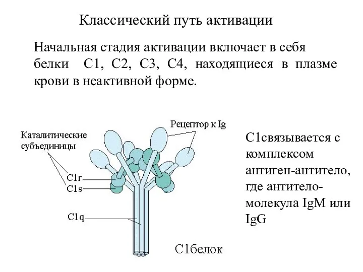 Начальная стадия активации включает в себя белки С1, С2, С3,