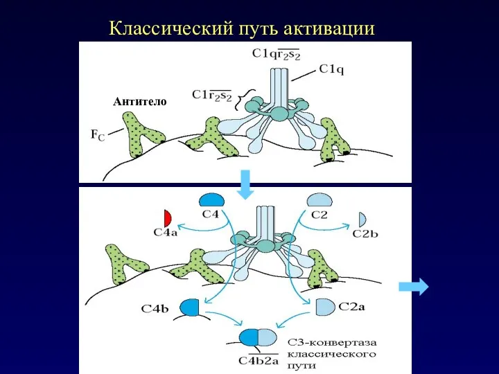 Классический путь активации