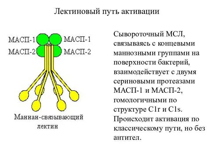 Лектиновый путь активации Сывороточный МСЛ, связываясь с концевыми маннозными группами