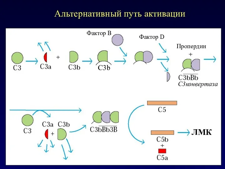 Альтернативный путь активации