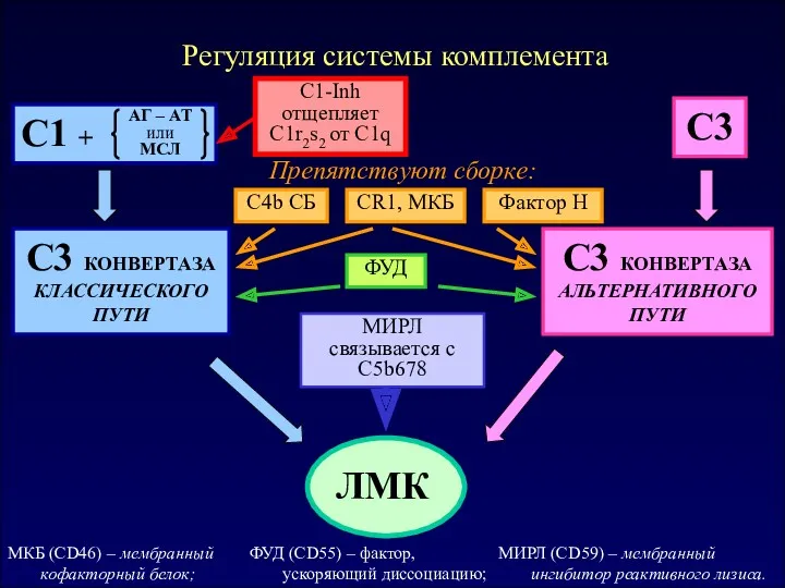 Общая схема C3 КОНВЕРТАЗА КЛАССИЧЕСКОГО ПУТИ C3 C3 КОНВЕРТАЗА АЛЬТЕРНАТИВНОГО