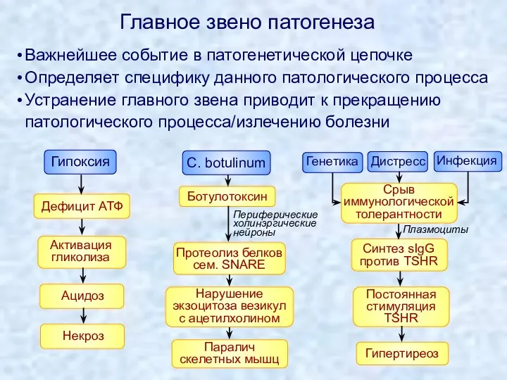 Главное звено патогенеза Важнейшее событие в патогенетической цепочке Определяет специфику