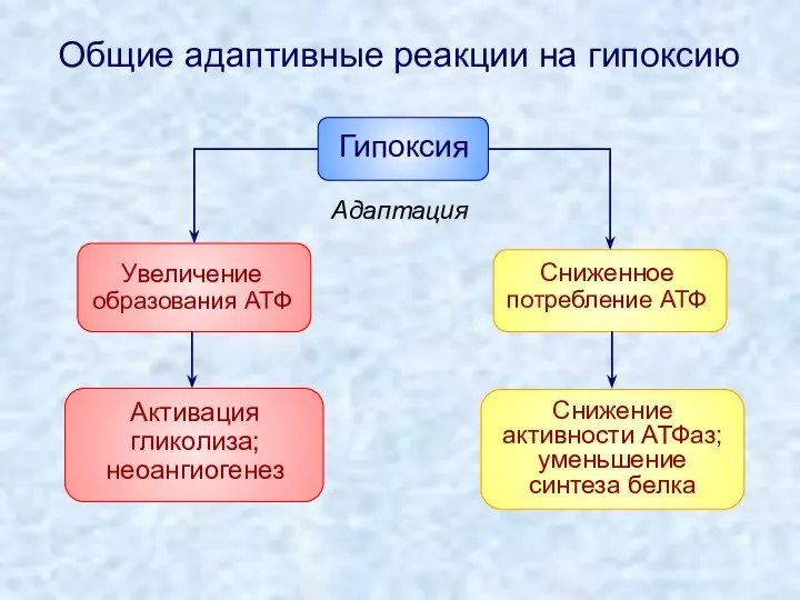 Общие адаптивные реакции на гипоксию Увеличение образования АТФ Адаптация