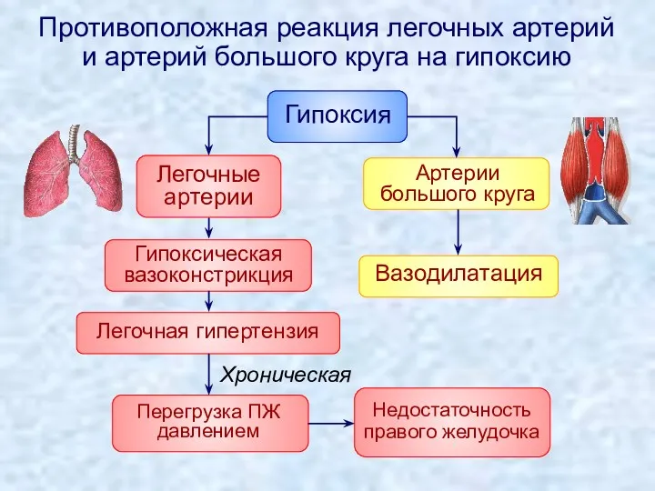 Противоположная реакция легочных артерий и артерий большого круга на гипоксию Вазодилатация Хроническая