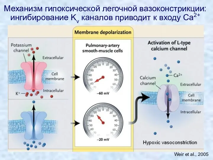 Механизм гипоксической легочной вазоконстрикции: ингибирование Kv каналов приводит к входу Ca2+ Weir et al., 2005