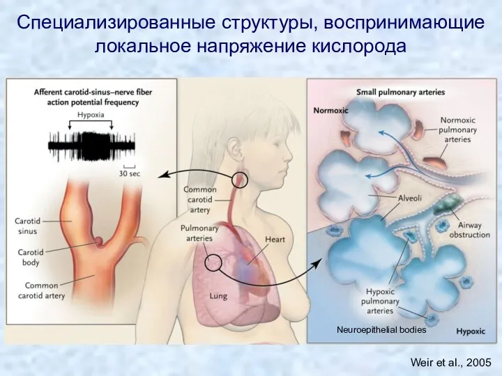 Специализированные структуры, воспринимающие локальное напряжение кислорода Neuroepithelial bodies Weir et al., 2005