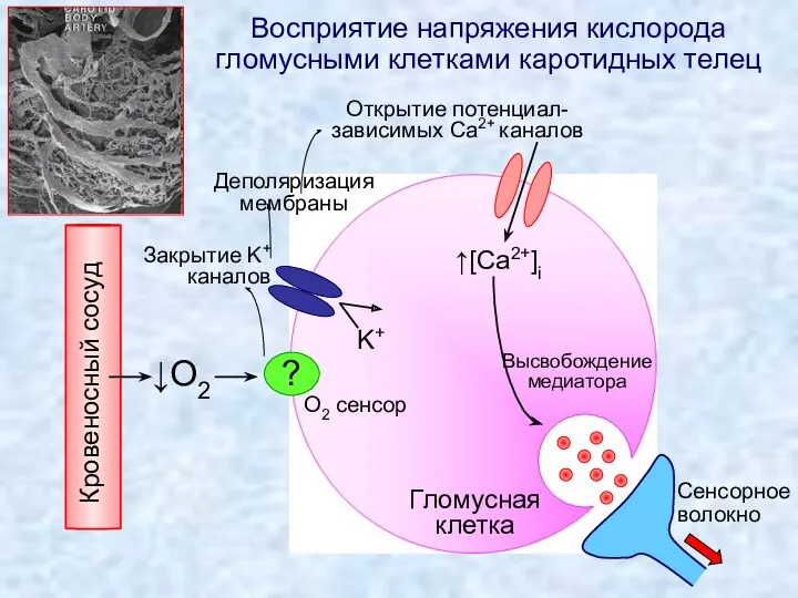 Гломусная клетка ↓O2 ? O2 сенсор Закрытие K+ каналов K+