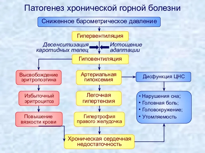 Патогенез хронической горной болезни Гипервентиляция Высвобождение эритропоэтина Истощение адаптации Артериальная