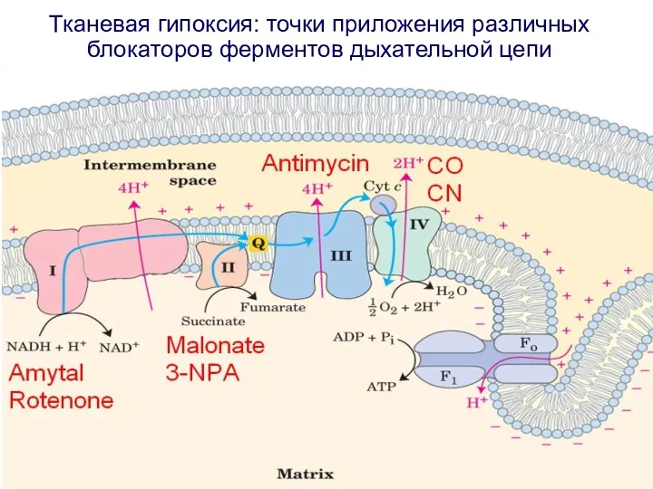 Тканевая гипоксия: точки приложения различных блокаторов ферментов дыхательной цепи