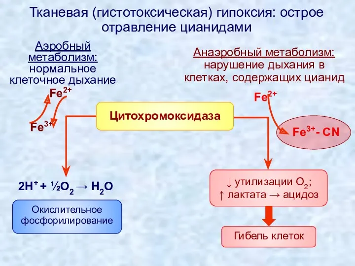 Аэробный метаболизм: нормальное клеточное дыхание Анаэробный метаболизм: нарушение дыхания в