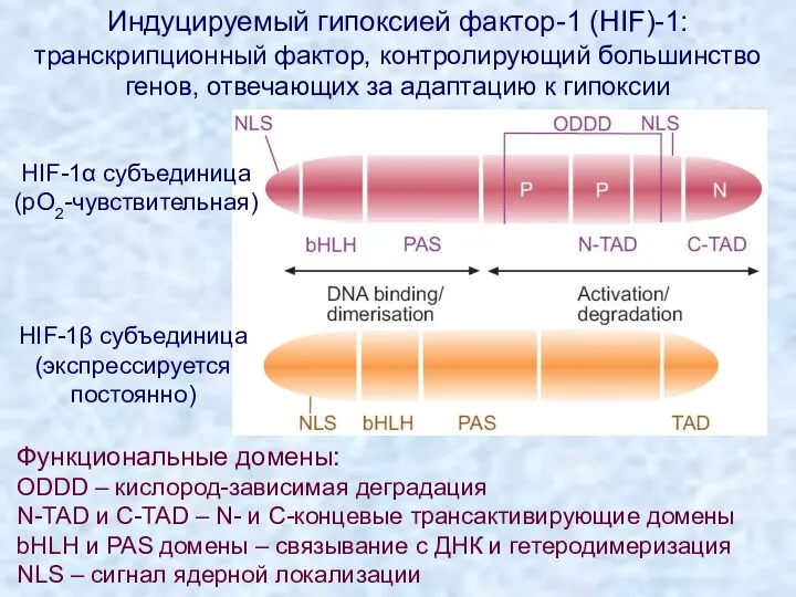 Индуцируемый гипоксией фактор-1 (HIF)-1: транскрипционный фактор, контролирующий большинство генов, отвечающих