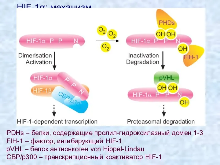 HIF-1α: механизм чувствительности к кислороду PDHs – белки, содержащие пролил-гидроксилазный