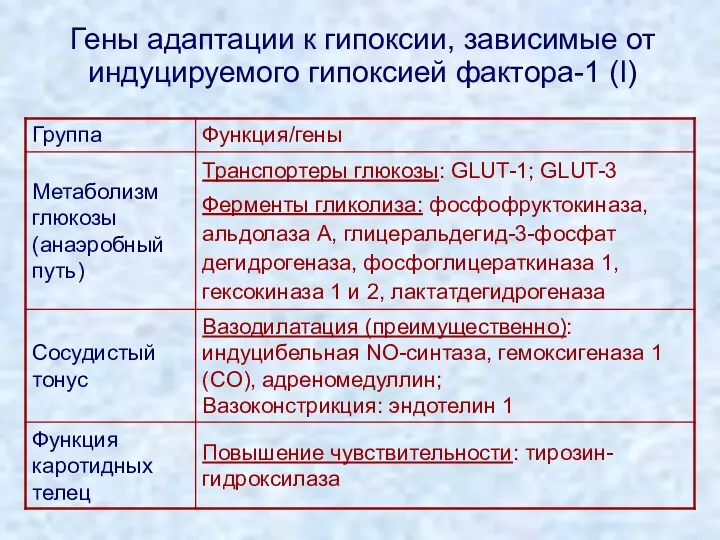 Гены адаптации к гипоксии, зависимые от индуцируемого гипоксией фактора-1 (I)