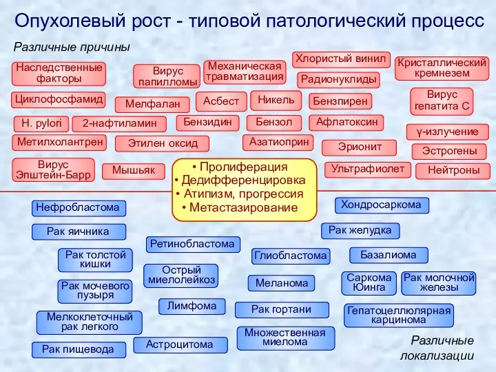 Пролиферация Дедифференцировка Атипизм, прогрессия Метастазирование Опухолевый рост - типовой патологический процесс