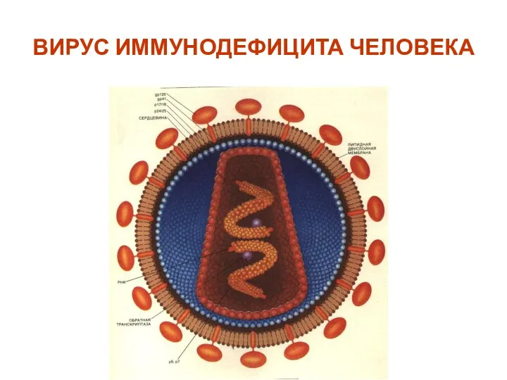 ВИРУС ИММУНОДЕФИЦИТА ЧЕЛОВЕКА