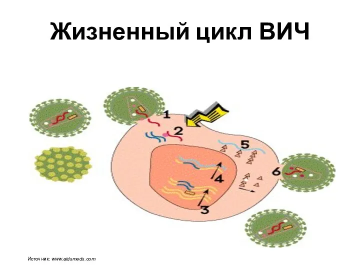 Жизненный цикл ВИЧ Источник: www.aidsmeds.com