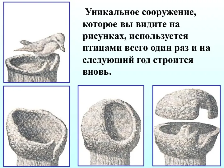 Уникальное сооружение, которое вы видите на рисунках, используется птицами всего