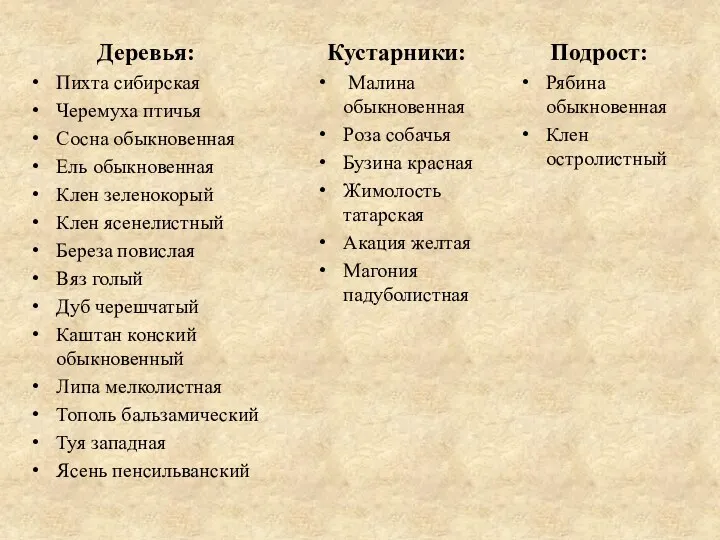 Деревья: Пихта сибирская Черемуха птичья Сосна обыкновенная Ель обыкновенная Клен