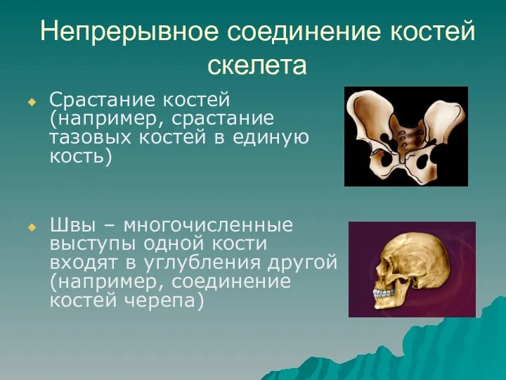 Непрерывное соединение костей скелета Срастание костей (например, срастание тазовых костей