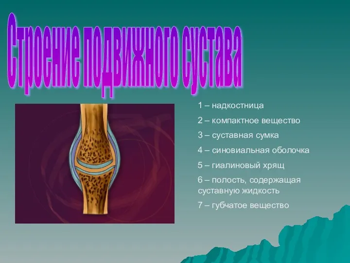 1 – надкостница 2 – компактное вещество 3 – суставная