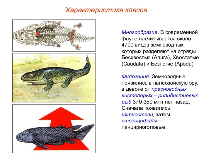 Характеристика класса Многообразие. В современной фауне насчитывается около 4700 видов