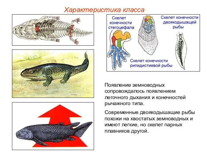 Характеристика класса Появление земноводных сопровождалось появлением легочного дыхания и конечностей