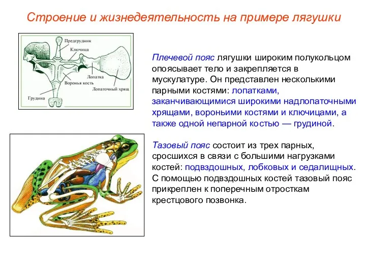 Плечевой пояс лягушки широким полукольцом опоясывает тело и закрепляется в