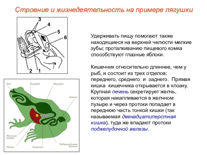 Удерживать пищу помогают также находящиеся на верхней челюсти мелкие зубы;