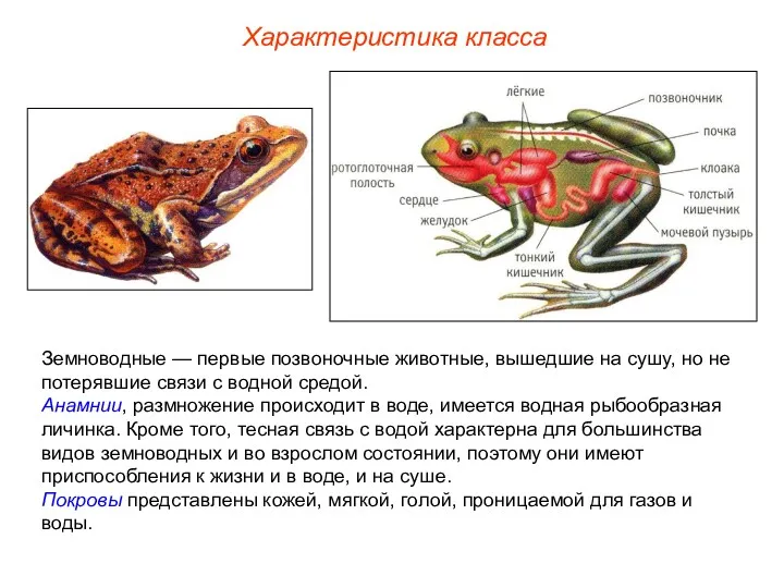 Характеристика класса Земноводные — первые позвоночные животные, вышедшие на сушу,