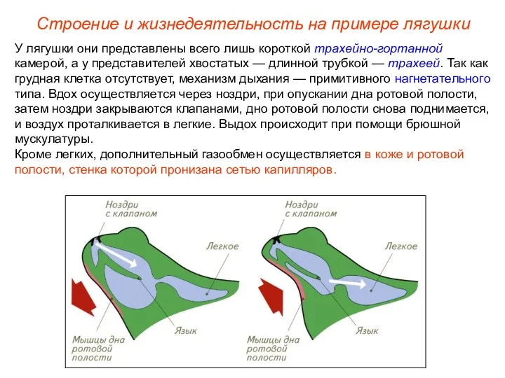 У лягушки они представлены всего лишь короткой трахейно-гортанной камерой, а