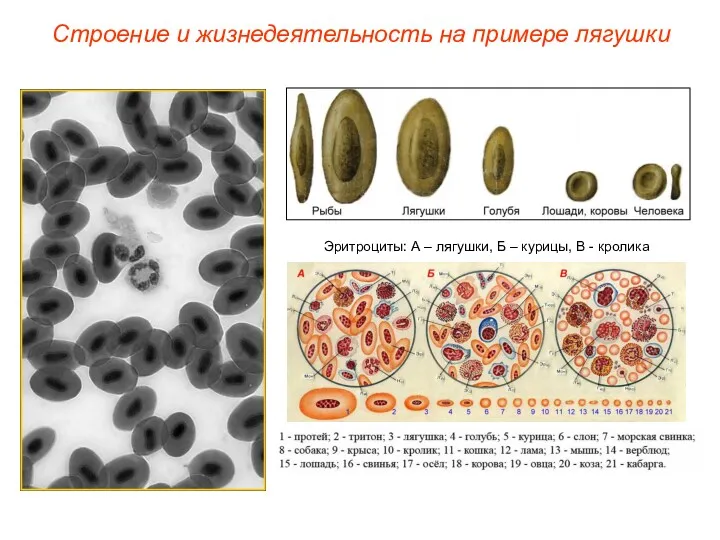 Строение и жизнедеятельность на примере лягушки Эритроциты: А – лягушки, Б – курицы, В - кролика