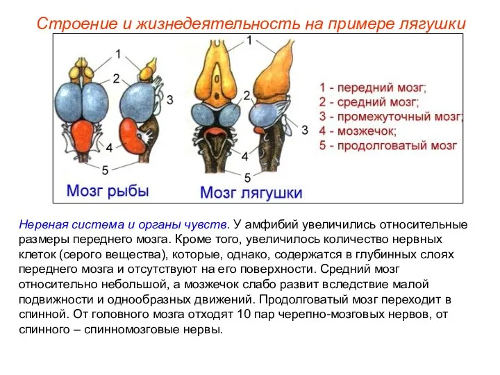 Нервная система и органы чувств. У амфибий увеличились относительные размеры