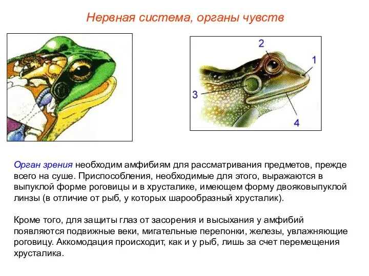 Орган зрения необходим амфибиям для рассматривания предметов, прежде всего на
