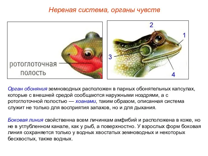 Орган обоняния земноводных расположен в парных обонятельных капсулах, которые с